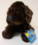 Webkinz Chocolate Lab